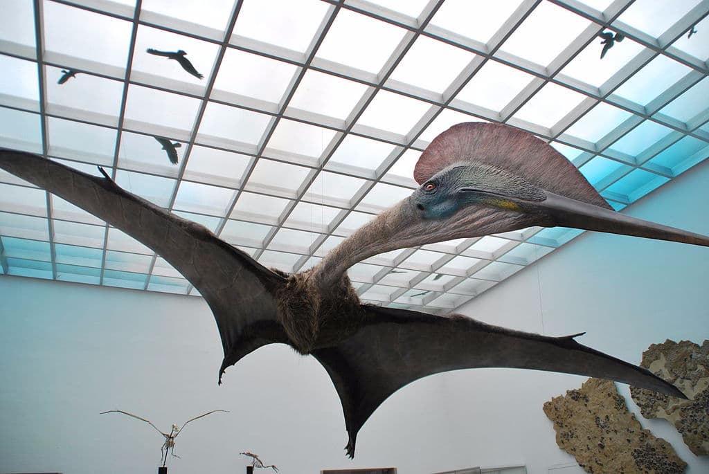 Largest flying dinosaur on display at Bucharest museum