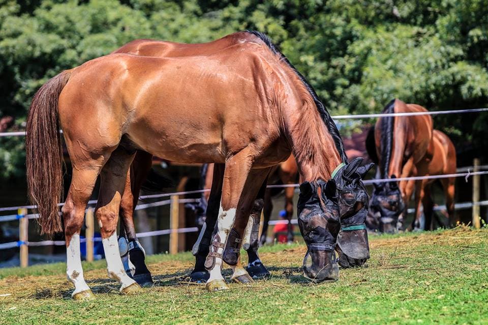 Largest international equestrian event in Romania starts this week