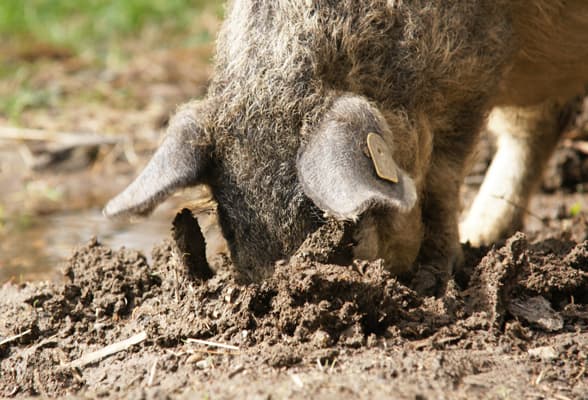 Another swine disease in Romania amid swine fever outbreak