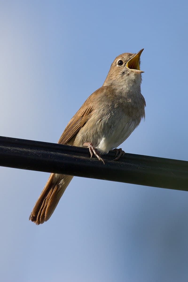 Night of the Nightingale at Bucharest’s Botanical Garden