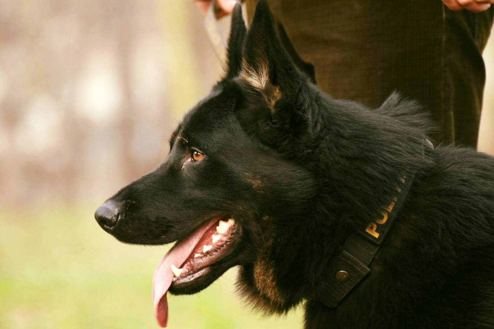 Military and police dogs and horses will get state “pensions” in Romania