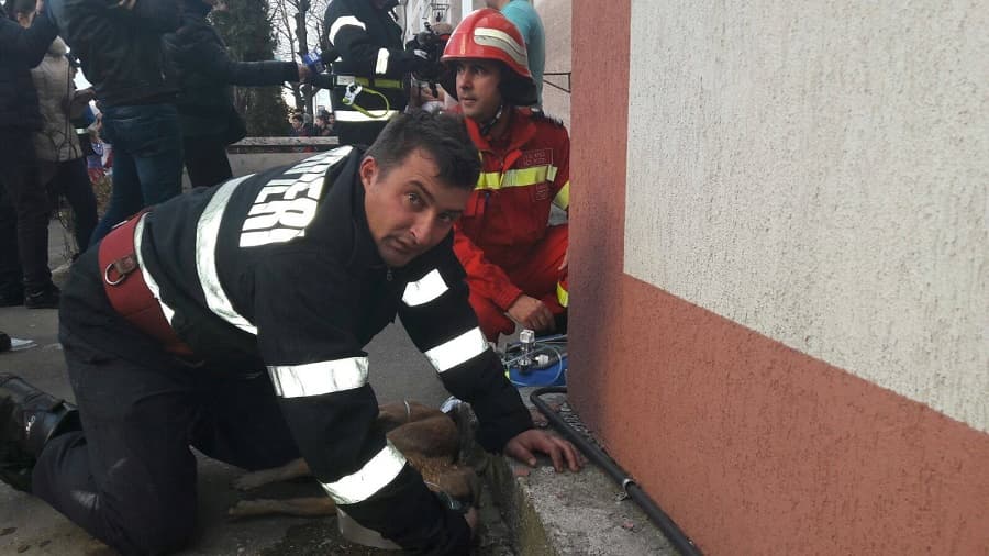 Video of Romanian firefighter doing CPR to save dog’s life goes viral