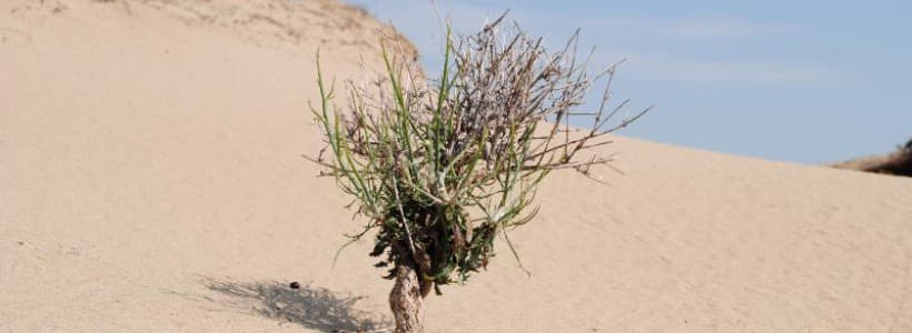 Desertification process intensifies in southern Romania region