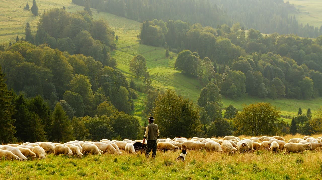 Agriculture minister says RO will see first wool-insulated houses this year