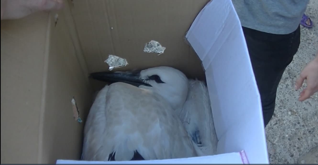 Romanian firemen rescue orphan stork chicks