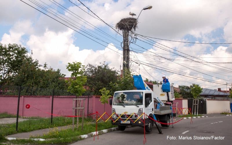 First stork nests discovered in Bucharest