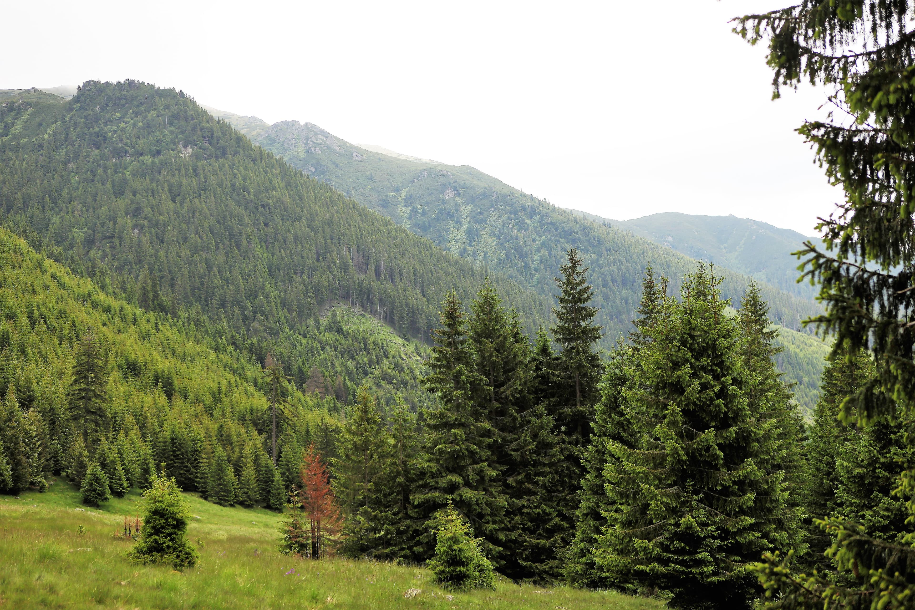 Nature in Făgăraș Mountains: The Subalpine Spruce Forests in Romania