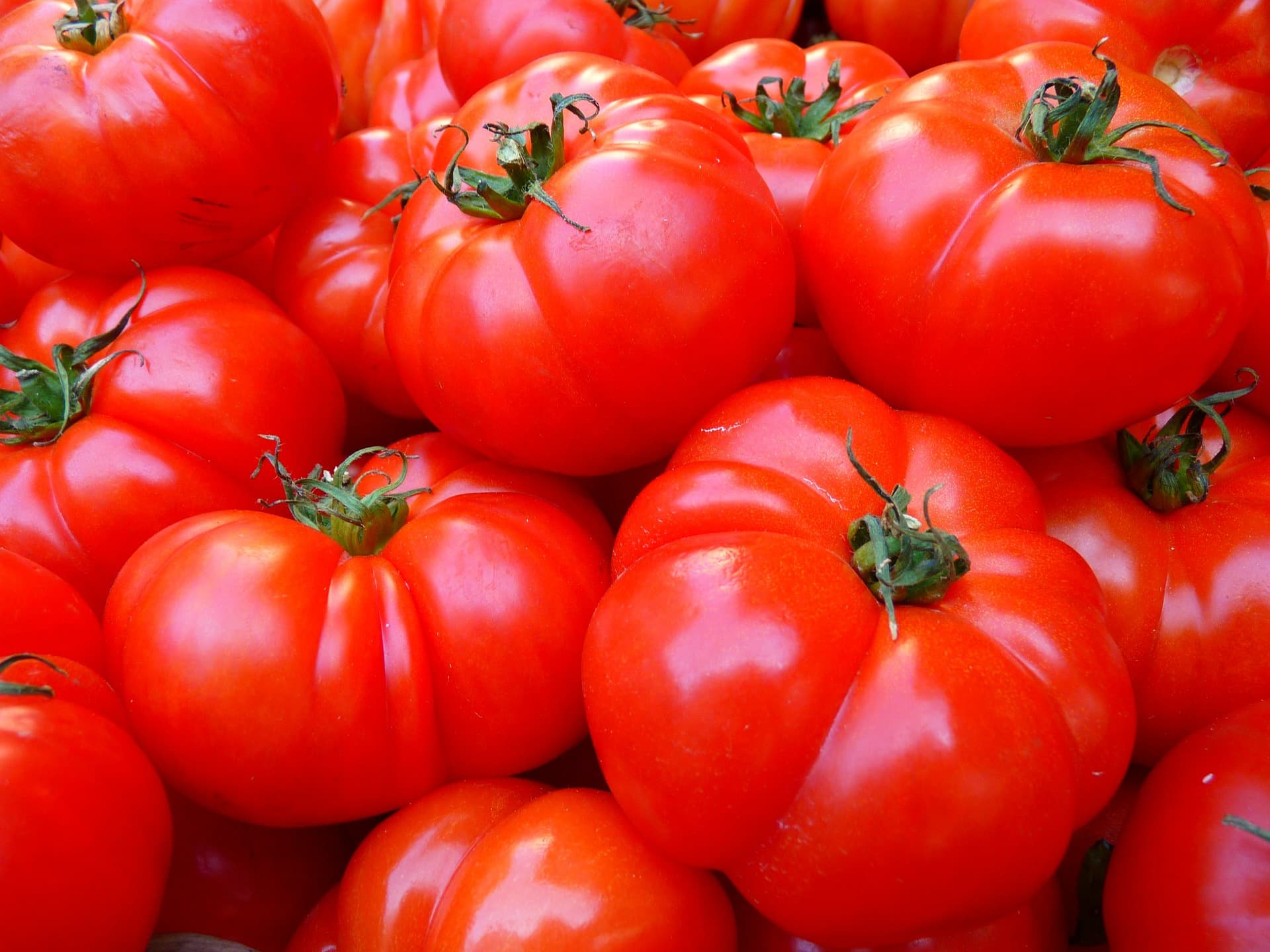 Romanian researchers work to come up with “perfect” tomato