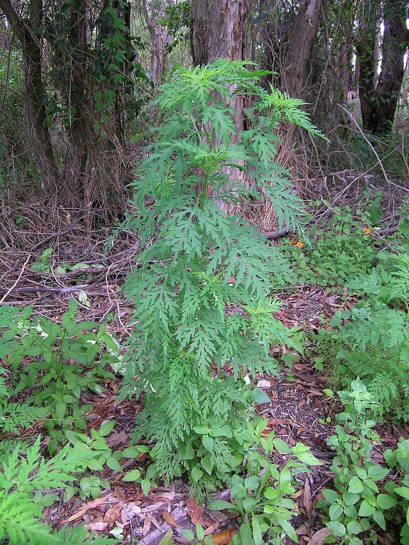 Romanian deputies adopt law for combating ambrosia