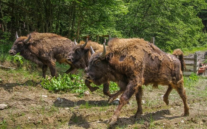 Romania’s Bison Land among world’s sustainable destinations