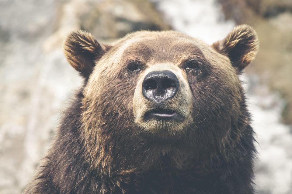 Romanian man uses axe to kill bear that attacked his wife