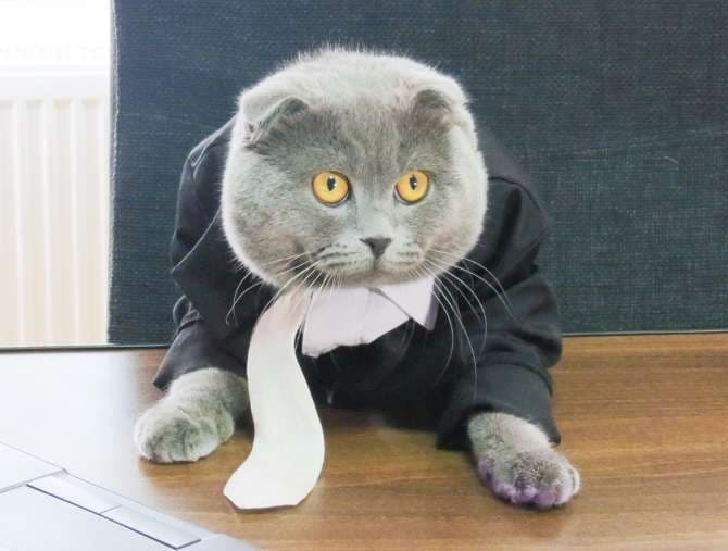 Romanian tech company hires cat as manager
