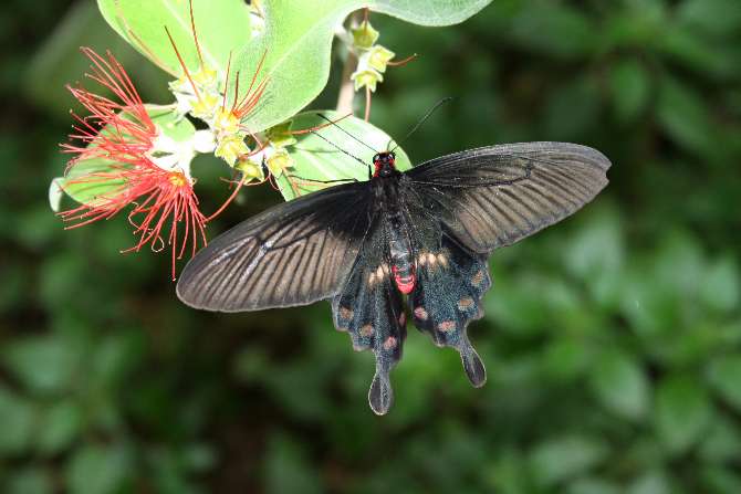 Tropical butterflies fly free at Bucharest museum this summer