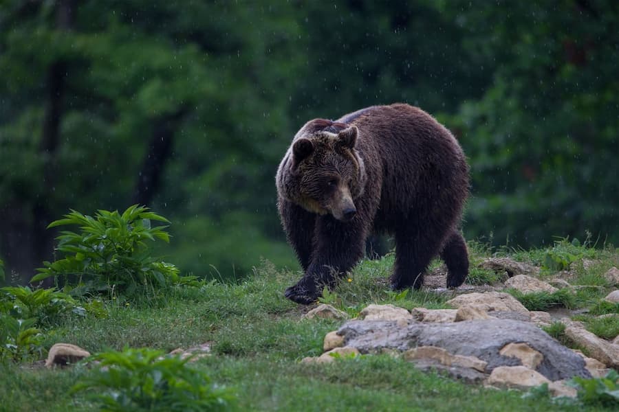 German student attacked by bear in Romania, fast-thinking girlfriend saves his life