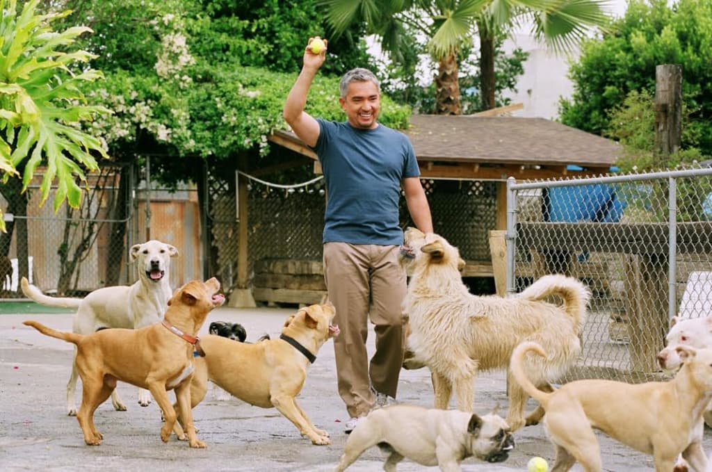 “Dog Whisperer” Cesar Millan brings live show to Bucharest in 2017