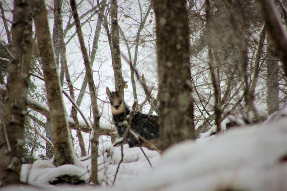 Chamois in Romanian nature park caught on camera