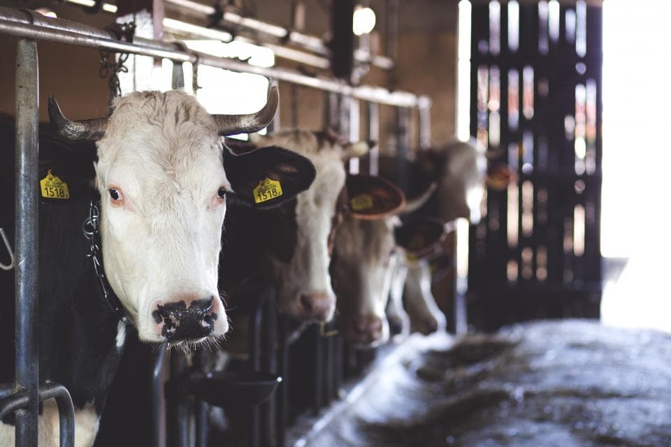 EU auditors come to Romania to examine animal welfare measures
