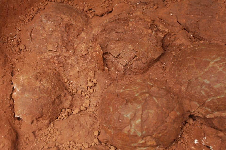 Two new nests with dinosaur eggs discovered in Romania
