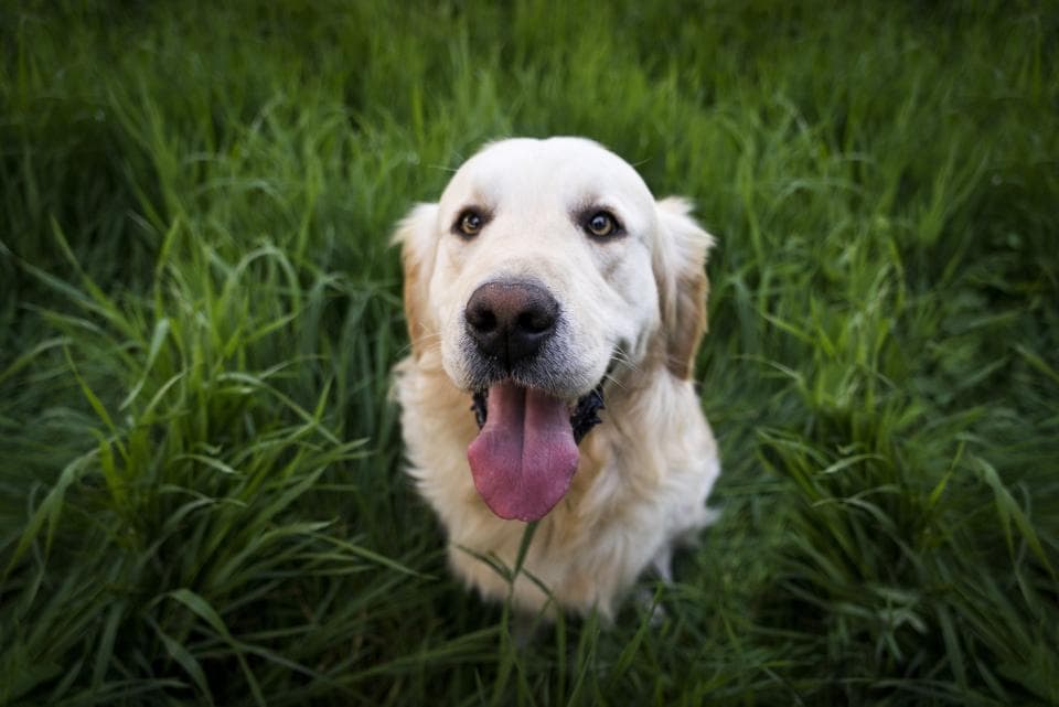 Romanian launches online pastry shop for dogs