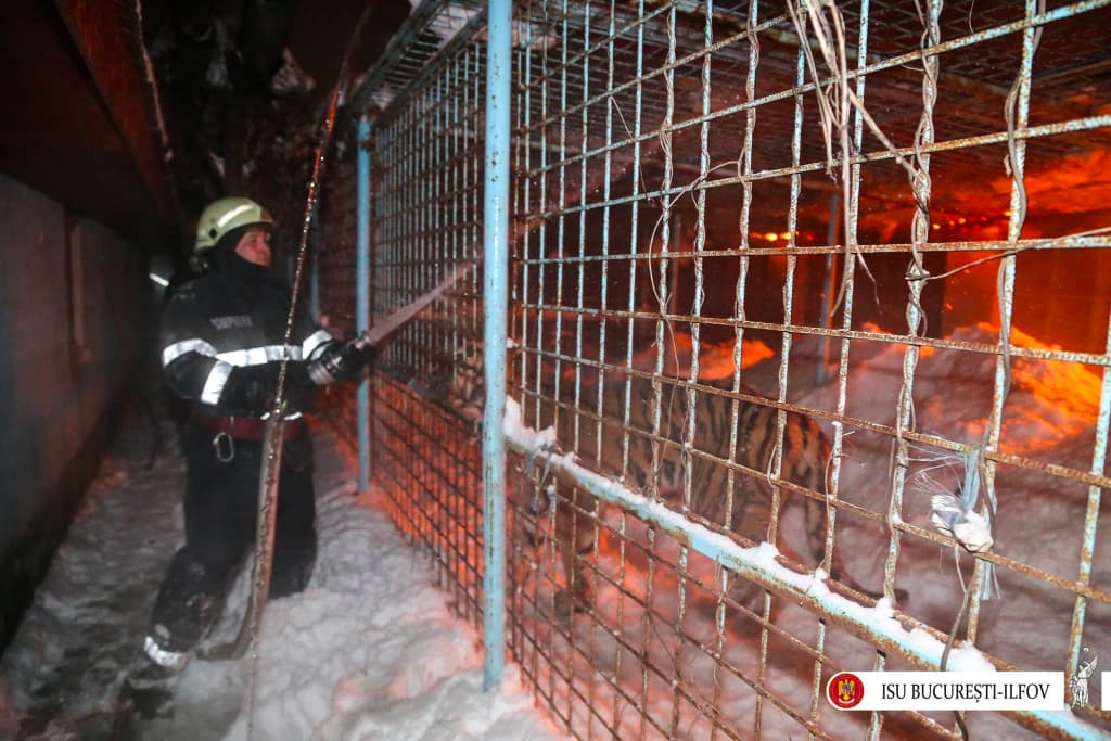 11 animals dead as circus building catches fire in Bucharest