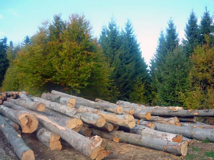 Rise Project: Harvard University selling forests in Romania after local representative arrested