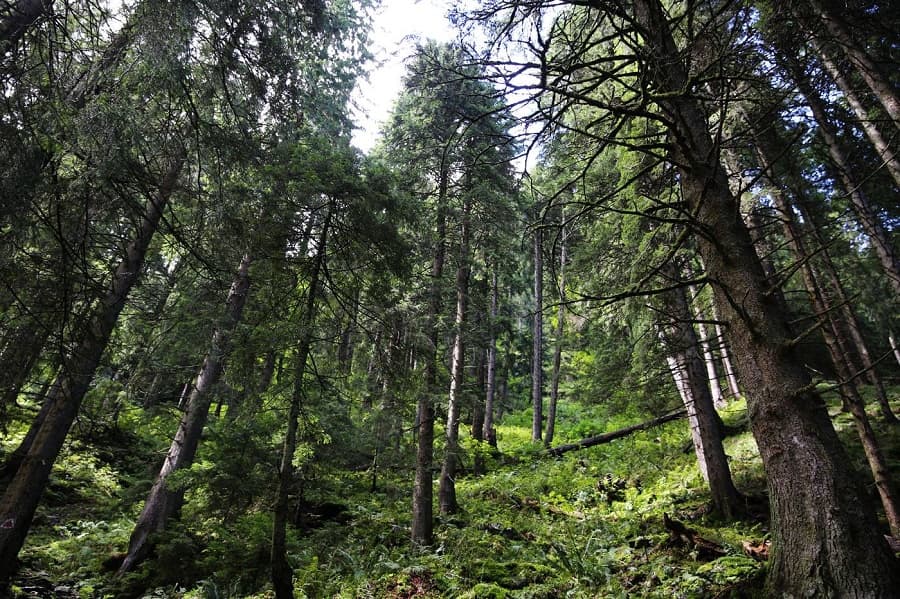 Red deer stags filmed in Romanian natural park