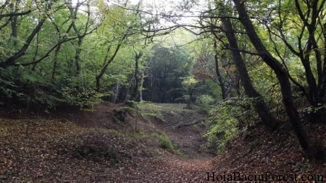 The Independent: A night tour in Transylvania’s creepiest forest