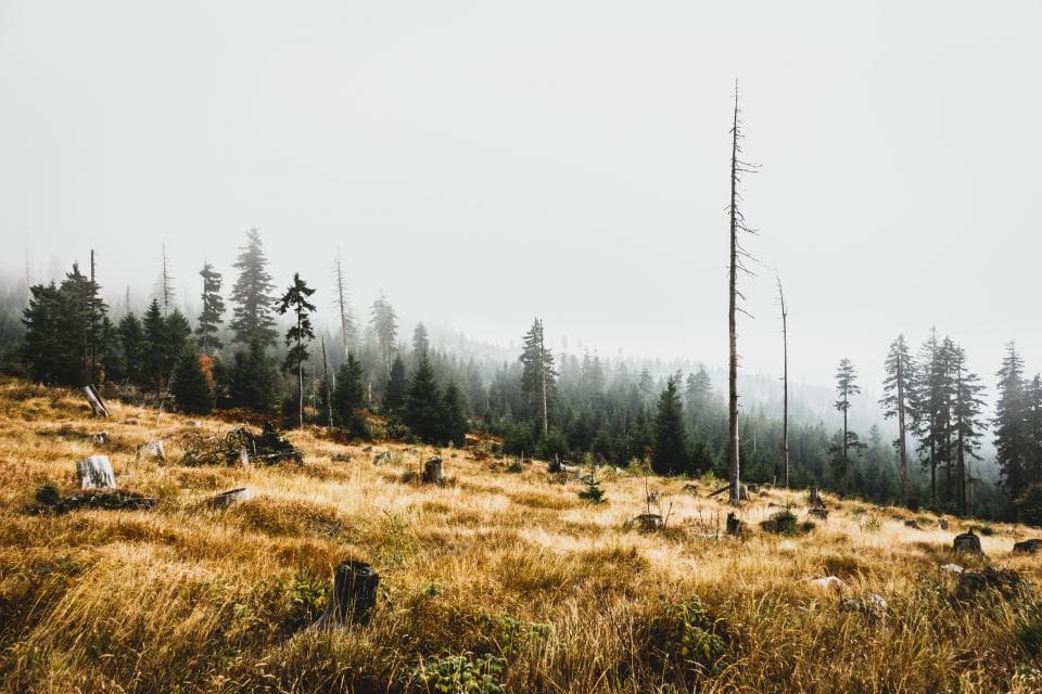 "Green" magistrates will investigate illegal logging in Romania