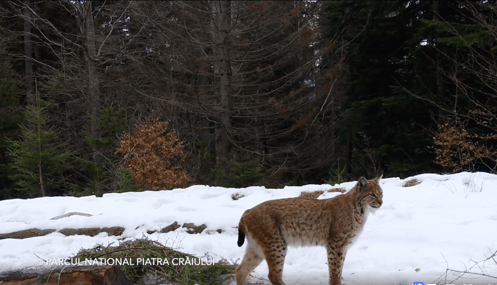 Rare sighting in Romania: Lynx filmed in Piatra Craiului Mountains
