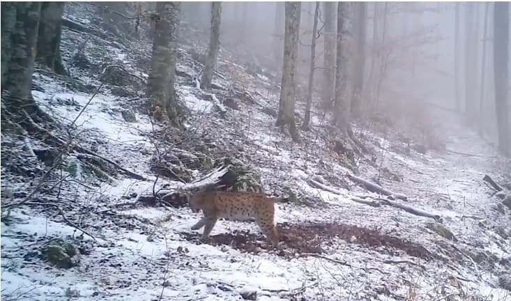 Rare appearance in Romanian forests: Lynx filmed in Semenic Natural Park