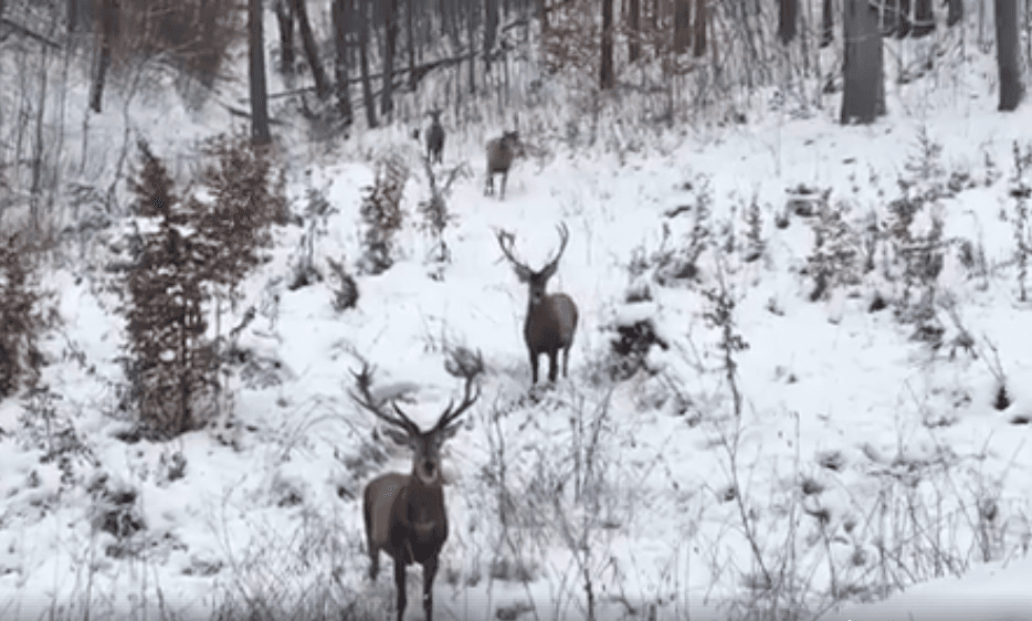 Four curious red deer stags filmed in Romanian forest