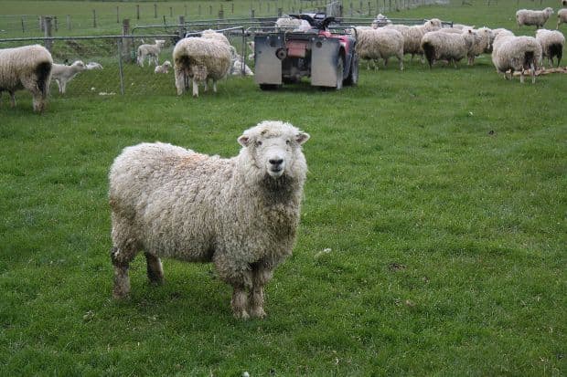 Sheepfold disturbs the peace at US military base in Romania