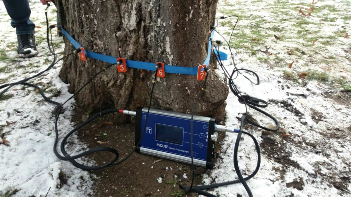 Sonic tomograph helps Cluj authorities decide which trees need to be cut