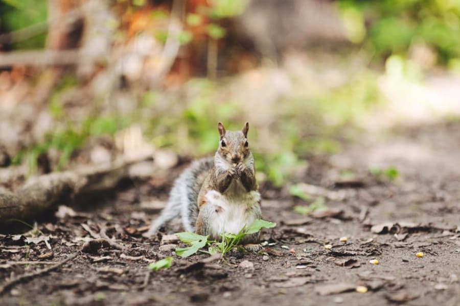 Luxury real estate in the animal kingdom: City in northern Romania spends EUR 3,700 on a house for squirrels