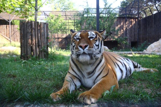 Free entry at Bucharest Zoo on World Environment Day