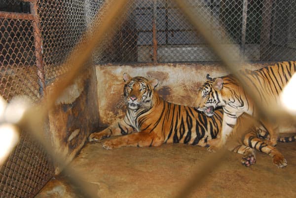 Romania to become the 25th country in Europe that bans the use of wild animals in circuses