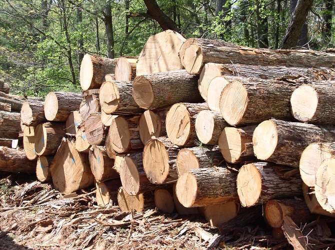 Romania's Government wants to ban timber exports for limited period