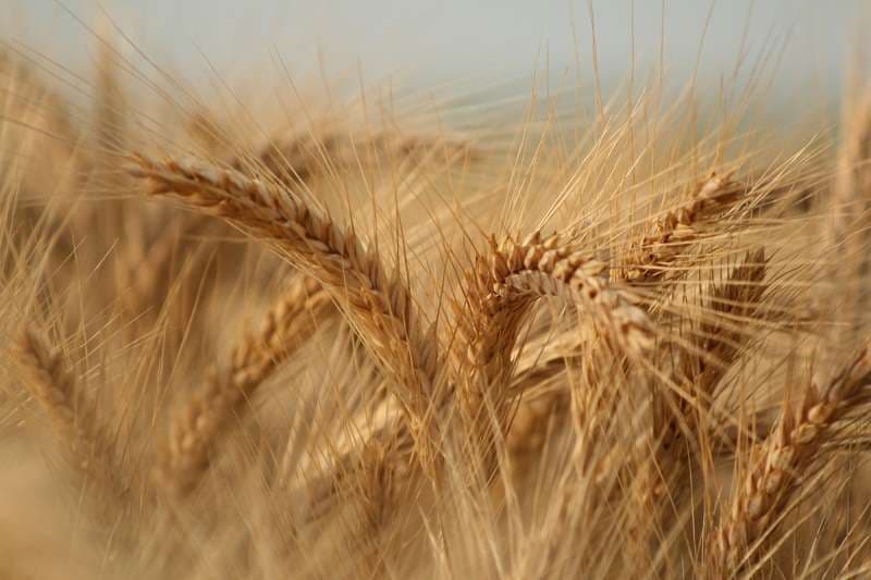 Romania's trade deficit in agricultural products goes down