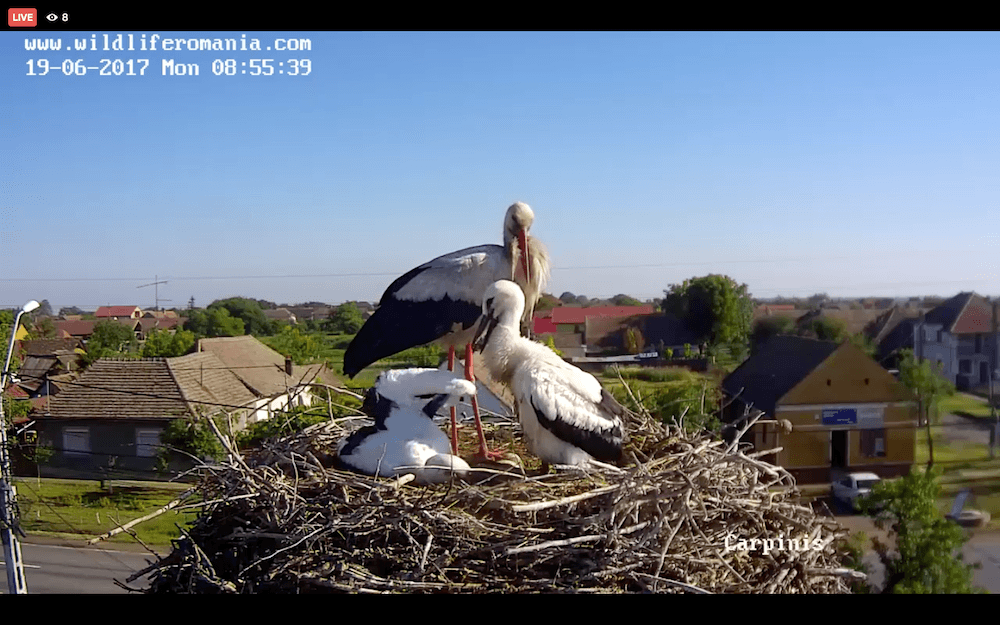 Sixth white stork census starts in Romania through smartphone app