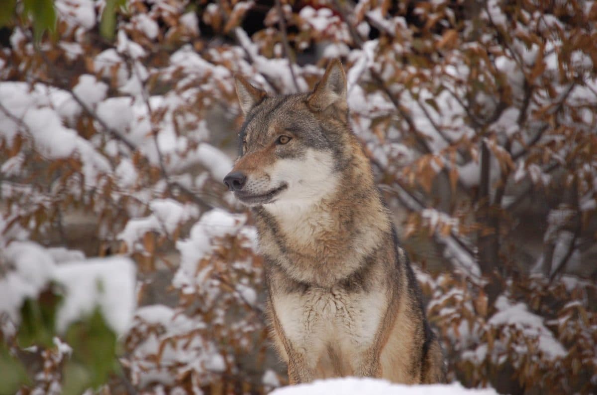 Wolf pack caught on camera in Romania’s Piatra Craiului Mountains