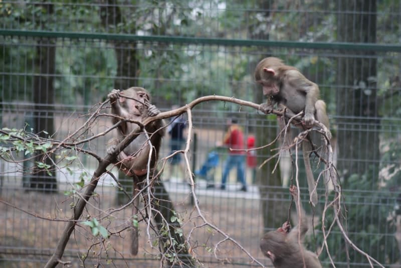 Biggest zoo in Romania will be included on global zoos map