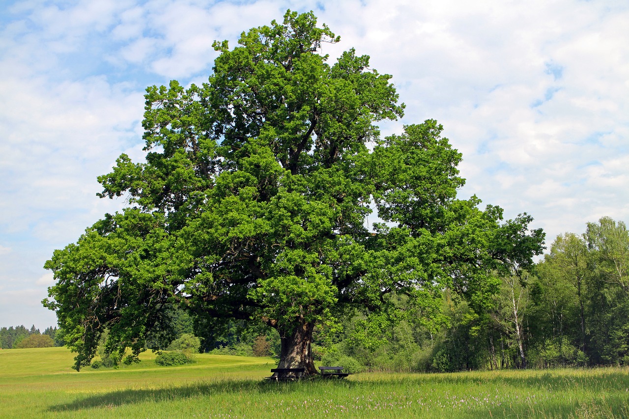 Nature in Făgăraș Mountains The oak tree in Romania Romania Insider