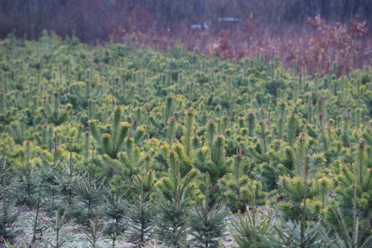 Romanian Environment Minister Announces Largest Afforestation Campaign Of The Last Decade Romania Insider