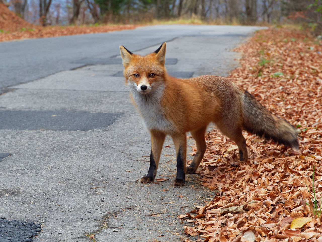 Nature in Făgăraș Mountains: The fox in Romania | Romania Insider