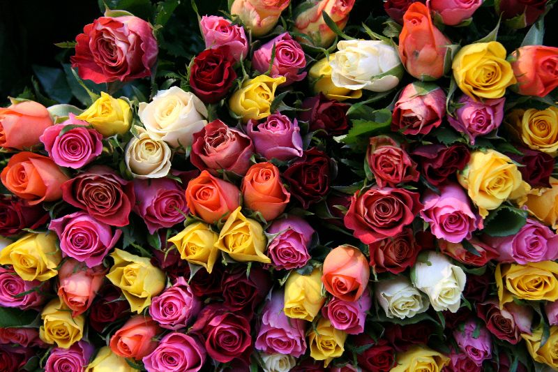 Romanian online flower shop gets original delivery requests 350 roses