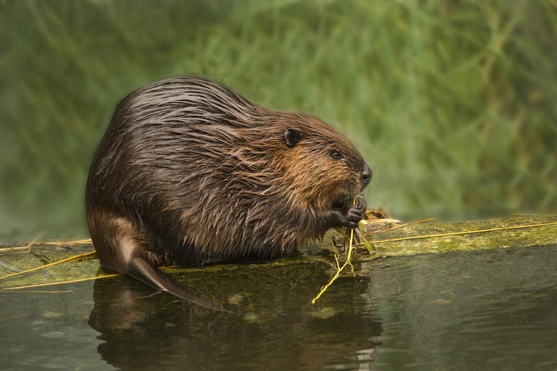 Eurasian Beaver profile facts, history, lifespan, traits, temperament, fur, habitat, breeding, speed, range, diet, health, adaptation, predators