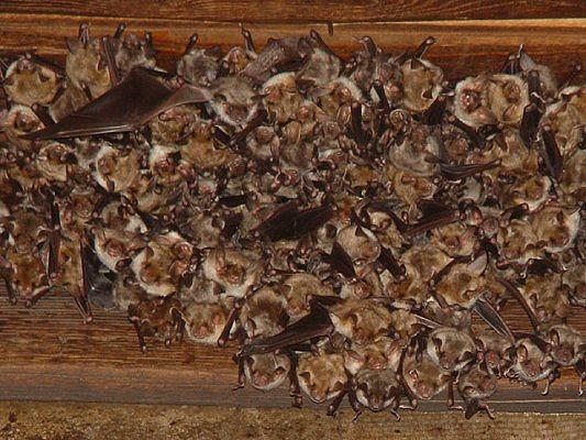 Bat colony finds shelter in residential building in Romanian city ...