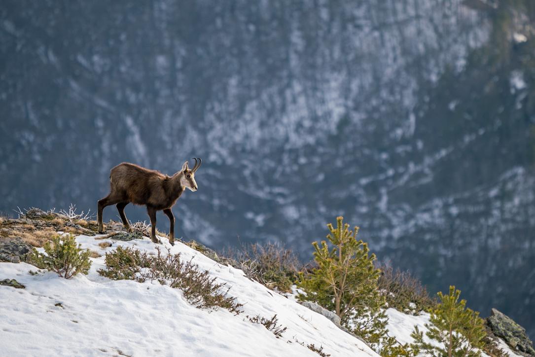 Caught on camera: Chamois feeding in Romanian national park | Romania ...