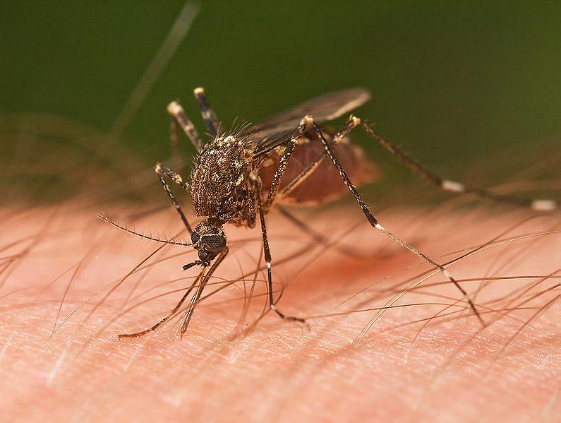 West Nile Virus Season 2020 In Europe Veripalvelu