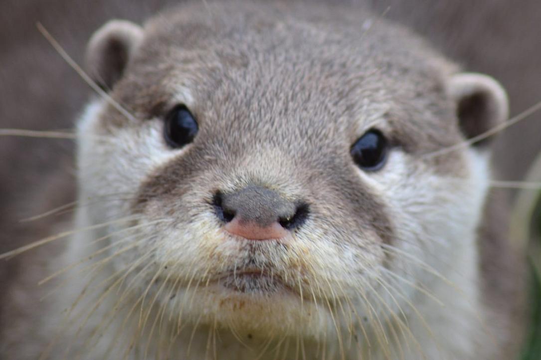 Road signs may tell drivers to watch out for otters near Bucharest’s
